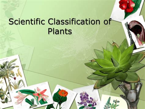 Scientific Classification of Plants