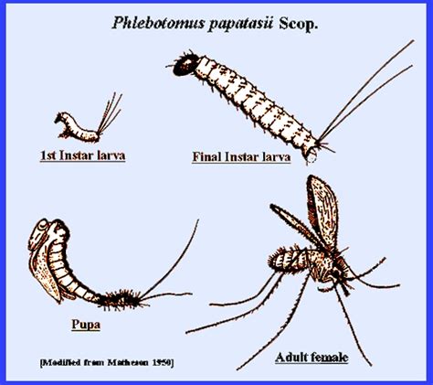 Sand Fly Life Cycle