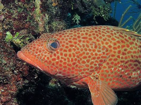 strawberry grouper | Strawberry grouper, Ocean creatures, Fish pet