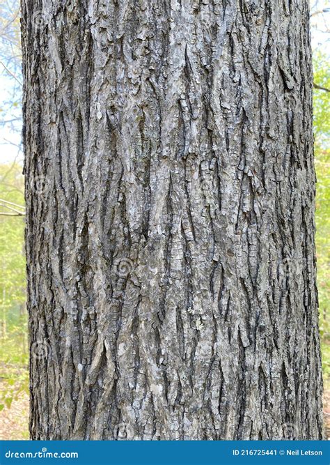 Tree Identification. Tree Bark. Pignut Hickory. Carya Glabra Stock Image - Image of shallow ...