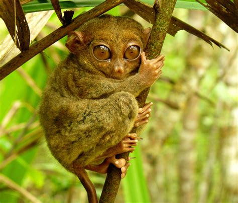 Philippine Tarsier