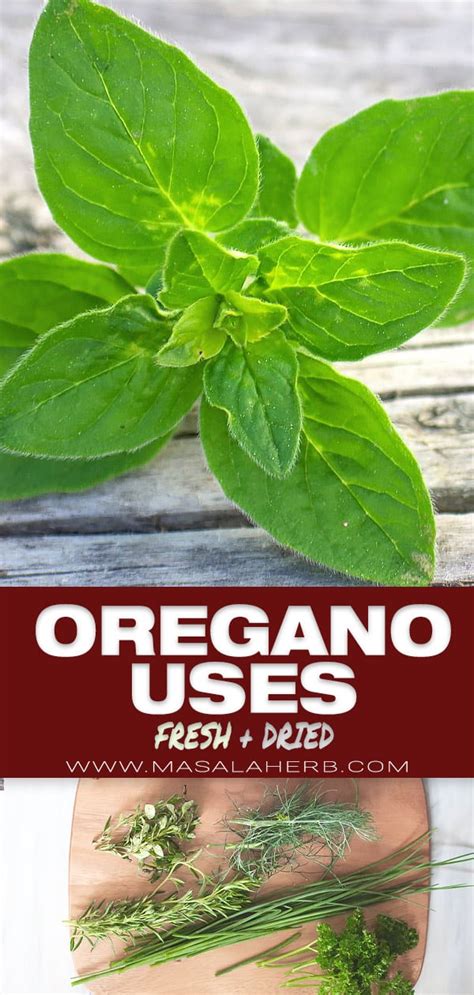 Oregano Herb Uses and Recipes 🌿 MasalaHerb.com