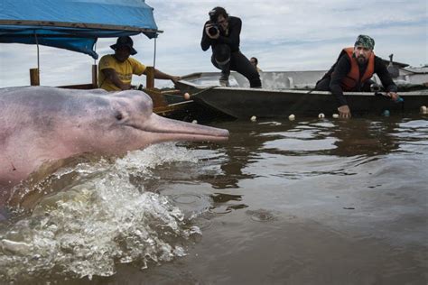 How tracking helps Amazon river dolphins | WWF