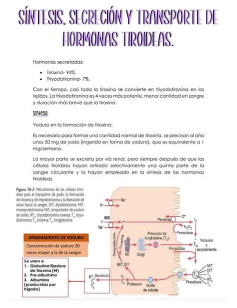 Síntesis secreción y transporte de hormonas tiroideas | Katy González ...