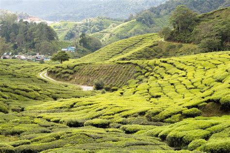 Assam tea plantation stock image. Image of plantation - 78977577