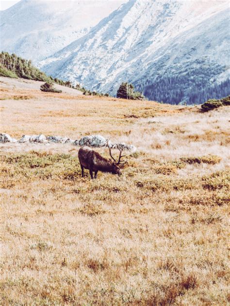 Which Colorado Elk Hunting Season is Right for You Story • Primal Pioneer