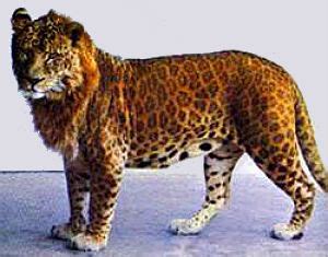 Hybrid Lion Leopard