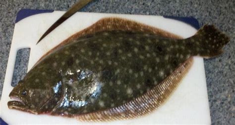 Summer Flounder (Paralichthys dentatus) - delaware-surf-fishing.com