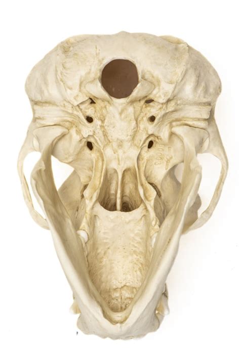 Male Chimpanzee Skull Replica