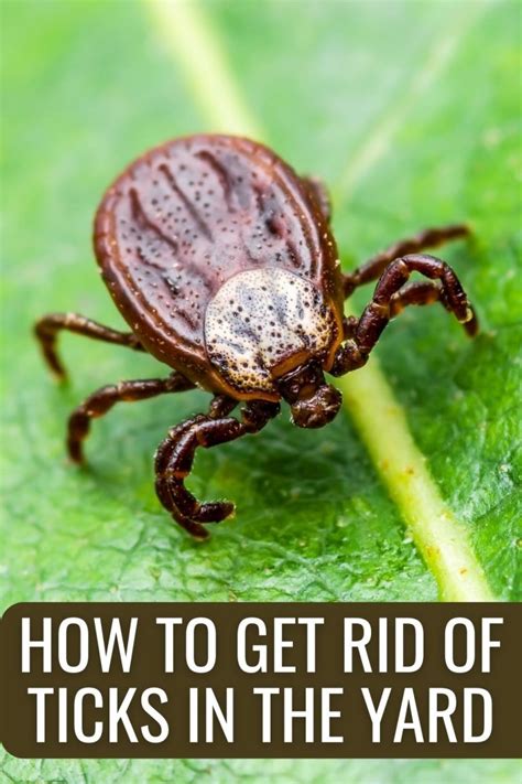 How To Get Rid Of Ticks In The Yard