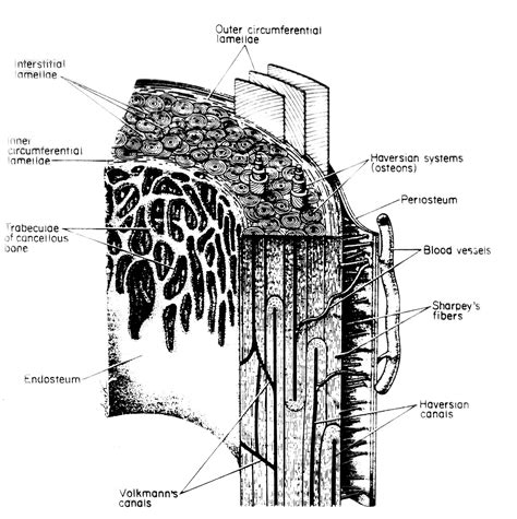 Periosteum - Definition, Function, Location and Pictures