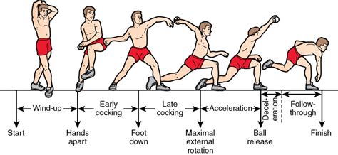 Throwing athletes | Musculoskeletal Key