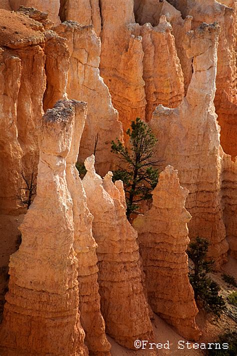 BRYCE CANYON NATIONAL PARK, UTAH, SUNRISE POINT - STEARNS PHOTOGRAPHY - CENTENNIAL, COLORADO