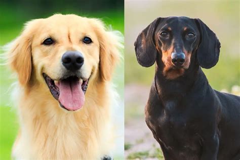 Golden Retriever Dachshund Mix: All About This Striking Combination