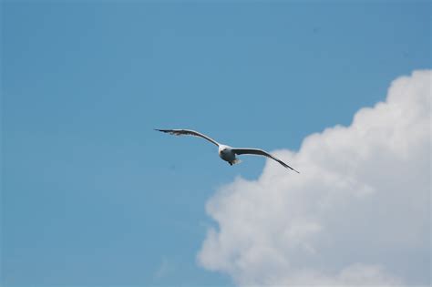 Free Images : bird, wing, sky, seabird, fly, seagull, gull, flight ...