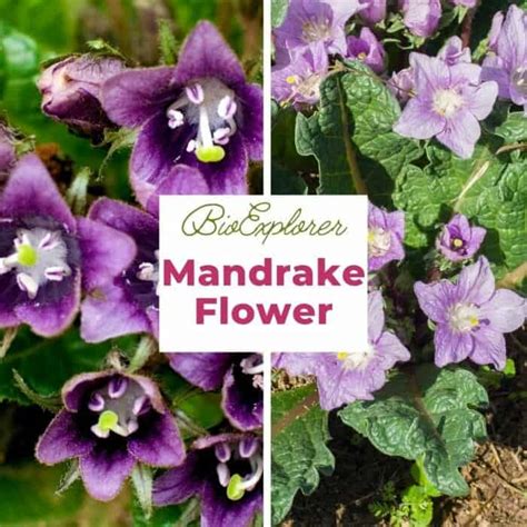 Mandrake Flower | Satan's Apple | Mandragora officinarum | BioExplorer