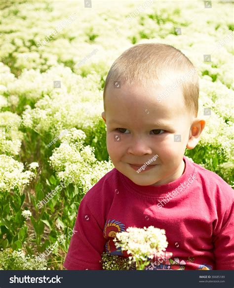 Little Boy Picking Flowers (White Field) Stock Photo 30685189 ...