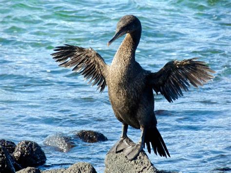 Flightless Cormorant - Galapagos Islands species and wildlife