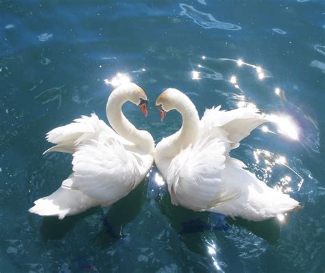 Swan A Symbol Of Love And Fidelity Strang Facts About Swan