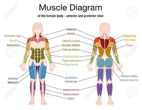 Chest Muscles Diagram Female, anatomy of the female chest muscles - Google Search ... : Chest ...