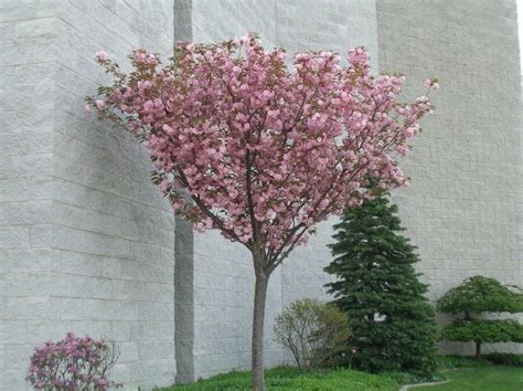 Kwanzan Flowering Cherry tree