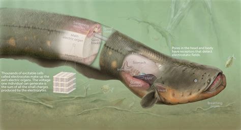 Electric Eel Anatomy