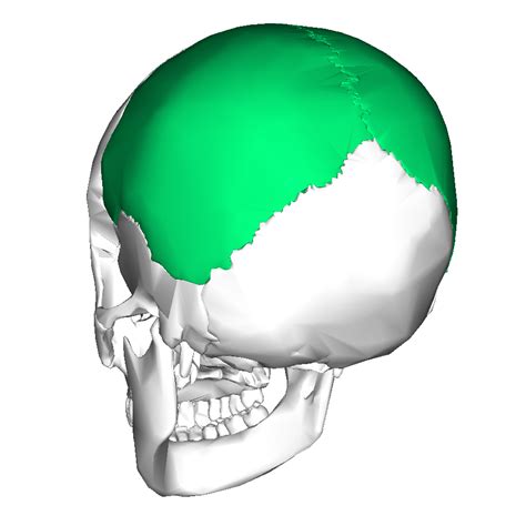 Parietal Bones Diagram | Quizlet