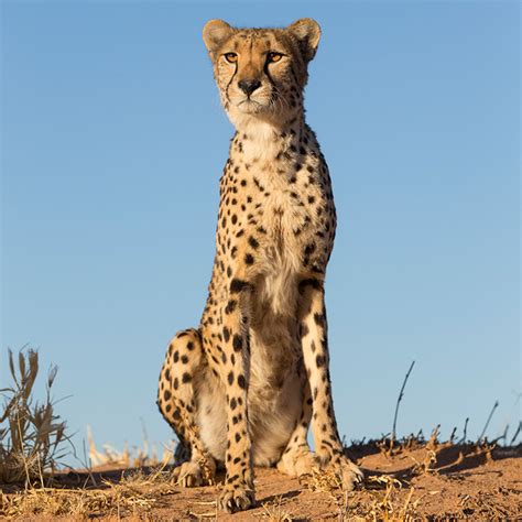 Cheetah Facts for Kids • Cheetah Conservation Fund