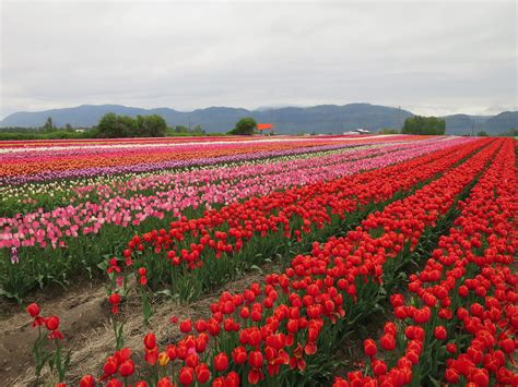 2.5 million bulbs in full bloom at Abbotsford Tulip Festival (PHOTOS ...