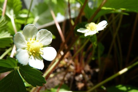 Edible and Elegant Urban Gardening : Strawberry Mignonette Blog