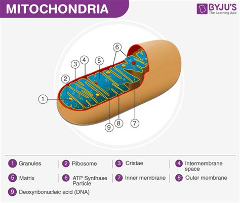 What Is Mitochondria (Structure, Diagram & Function)