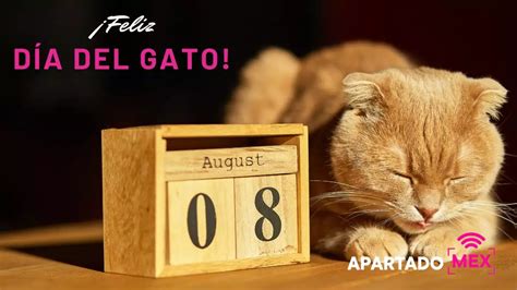 ¿Cuándo es el día del gato? ¡Pues es hoy! ¿Qué le regalarás? - Apartado MEX