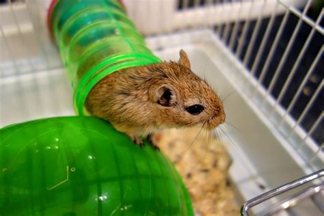 10 Best Cages For Gerbil Pets [Reviews & Guide] | Pet Comments