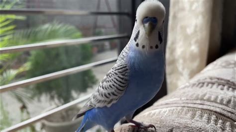 Budgie chirping | Happy budgie sounds 🤩 - YouTube