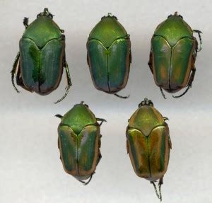 Green June Beetle Life Cycle