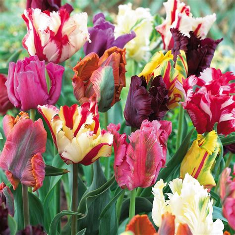 Tarım Siteniz: Lale türleri 2 (Tulipa varieties)