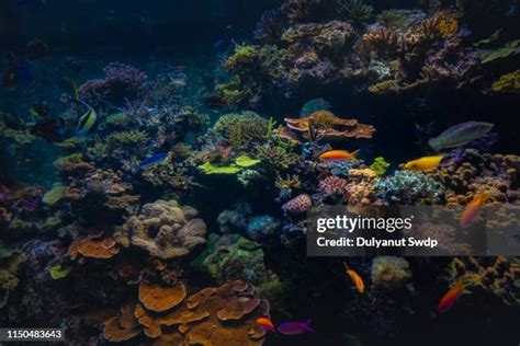 590 Singapore Aquarium Stock Photos, High-Res Pictures, and Images ...