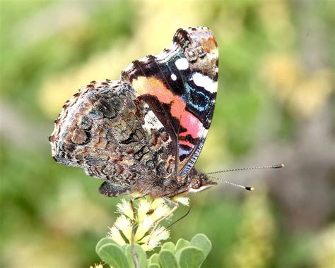 Red Admiral Butterfly, host plants, size, characteristics, and photographs