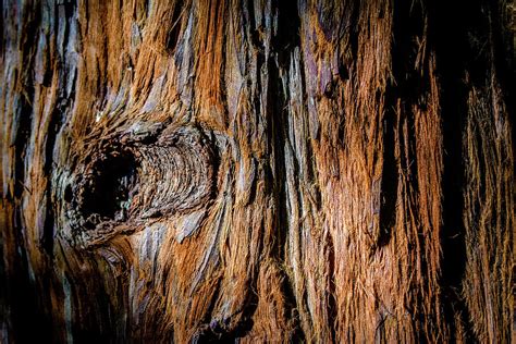 Redwood Bark Photograph by Sarah M Taylor | Fine Art America