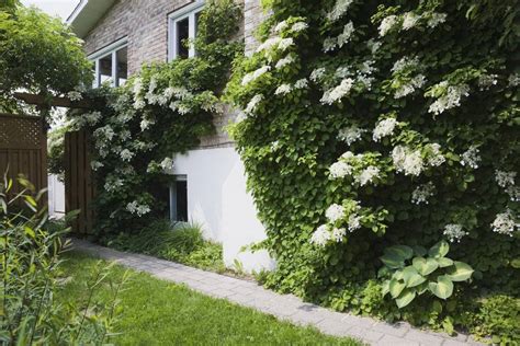 Climbing Hydrangea: Plant Care & Growing Guide