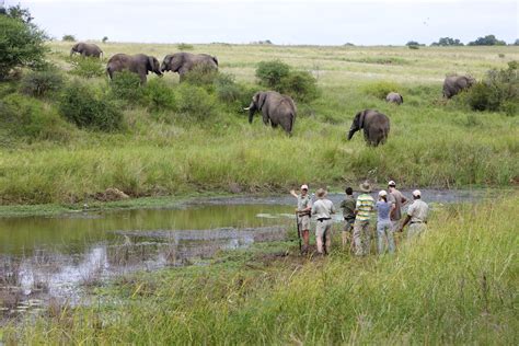 Kruger National Park Safaris & Tours | Safari in Kruger | Discover Africa Safaris