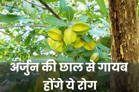 Benefits of Arjun bark - अर्जुन की छाल से गायब होंगे ये रोग - Mera Khazana