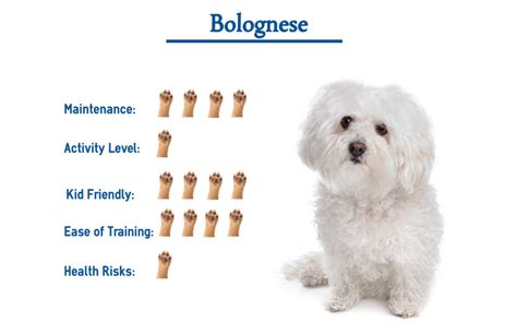 Bolognese Dog… Everything You Need to Know at a Glance!