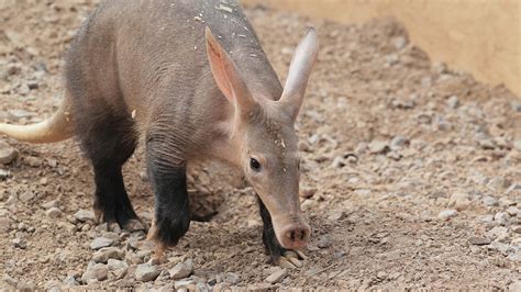 Aardvark