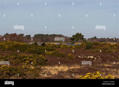 Studland Peninsula Dorset UK Stock Photo - Alamy