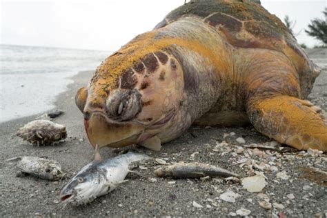 Dead turtles and dolphins wash up on beach in worst 'red tide' event in decades | Metro News