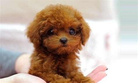 Toy Poodle For Adoption | Wow Blog