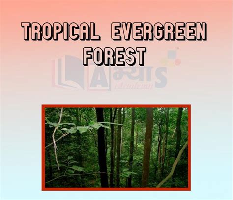 Top 124+ Tropical evergreen forest animals with their names - Merkantilaklubben.org