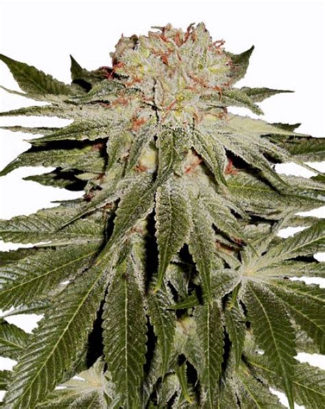 Buy StarDawg Feminized Seeds at the best price!