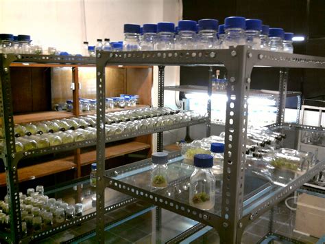 TISSUE CULTURE AND ORCHIDOLOGI: LABORATORIUM KULTUR JARINGAN UNIVERSITAS SANATA DHARMA YOGYAKARTA